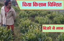 बिक्री भएन चिया ,नबिकेपछि फ्याकियो मेची राजमार्गमै किसानले हरियोपत्ती