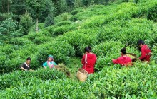 कोरोना कहरः चिया बुझ्न आएनन् विदेशी