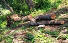 सुपर आँखुखोला जलविद्युत निर्माणको नाममा अवैध वन फँडानी