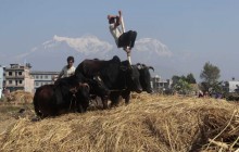 कृषि बढ्दो आधुनिकले काममा सहज, हट्यो दाइँ लगाउने चलन